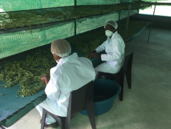 Mitarbeiter bereiten das Trocknen der Moringa-Blätter vor
