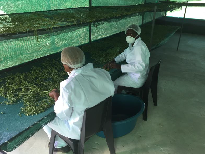 Workers preaparing the drying process of the moringa leaves