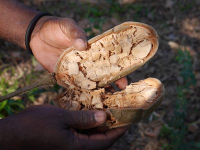 africrops! sources baobab directly from Africa where it is harvested under sustainable conditions by local farmers